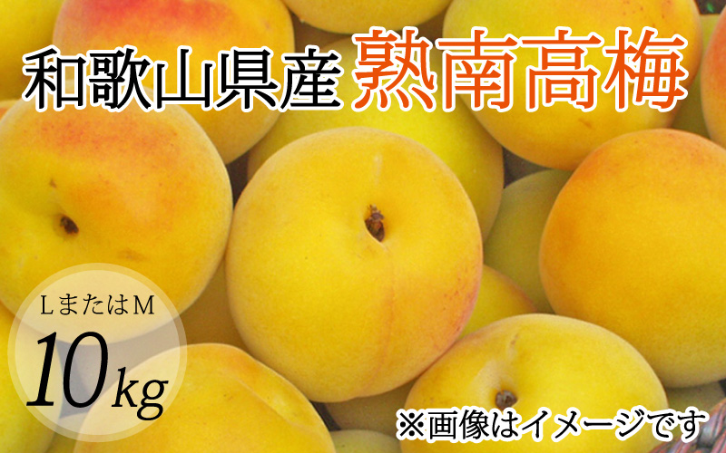 【梅干・梅酒用】（LまたはM－10Kg）熟南高梅＜2027年6月上旬～7月上旬ごろに順次発送予定＞【art013B】