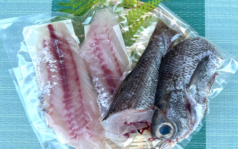 ＼数量限定／ クロムツの煮付用＋刺身用セット 【冷蔵便】 くろむつ 黒睦 ムツ 煮つけ 煮付 煮付け 刺身 お刺身 国産 太地町【tgk110】