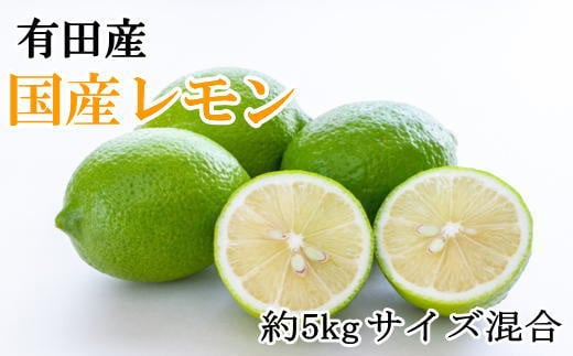 有田産の安心国産レモン約5kg （サイズ混合）※2026年10月中旬～2027年4月中旬頃に順次発送予定（お届け日指定不可）【tec938A】