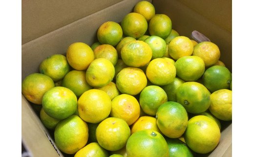 【先行予約】紀州和歌山有田産ゆら早生みかん10kg　※2026年10月中旬頃～11月上旬頃に順次発送（お届け日指定不可）【uot734A】