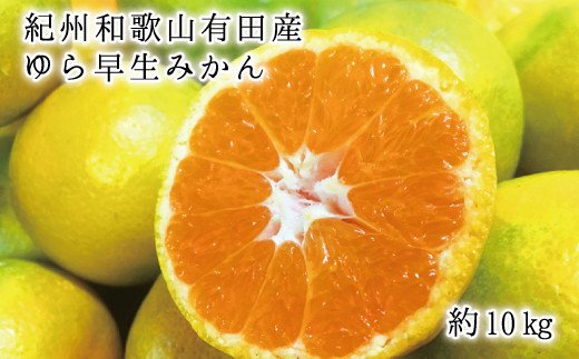 【先行予約】紀州和歌山有田産ゆら早生みかん10kg　※2026年10月中旬頃～11月上旬頃に順次発送（お届け日指定不可）【uot734A】