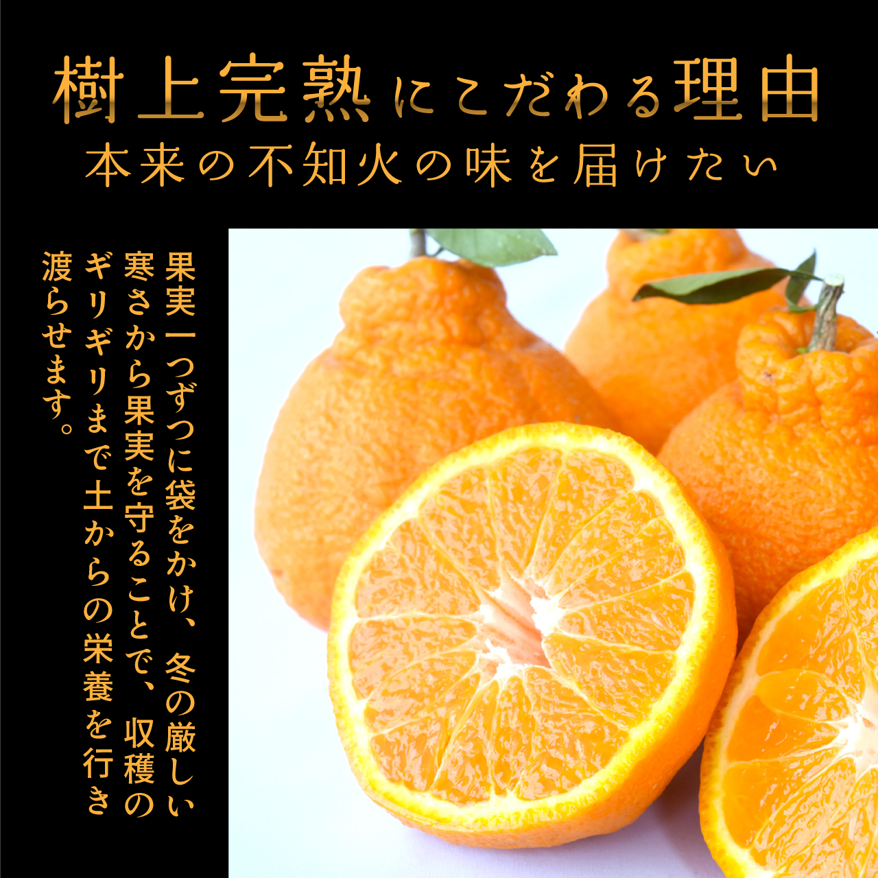 【先行予約】【数量わずか】樹上完熟しらぬい（不知火） 5個~8個 秀品 2027年2月末～2027年3月末頃に順次発送予定（お届け日指定不可）/ 和歌山 みかん しらぬい 不知火 フルーツ 柑橘 蜜柑 果物 くだもの【kgr014】