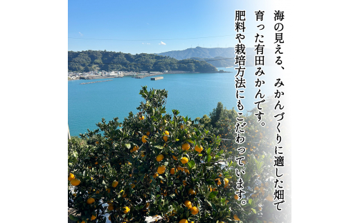 【11月発送】家庭用 有田みかん 和歌山 訳あり わけあり S～Lサイズ 大きさお任せ 5kg / みかん フルーツ 果物 くだもの 有田みかん 蜜柑 柑橘【ktn007A-11】