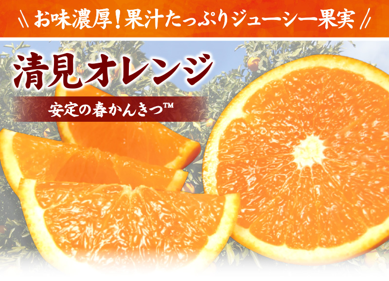 清見オレンジ約8kg/果実サイズおまかせ　※2027年2月中旬～2027年4月下旬頃に発送予定　紀伊国屋文左衛門本舗【ntbt401C】