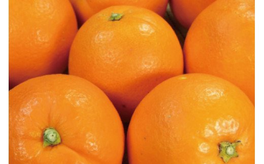 ネーブル 約7kg/サイズおまかせ　※2027年1月中旬～2027年2月中旬頃に順次発送予定(お届け日指定不可)　紀伊国屋文左衛門本舗　【ntbt430C】