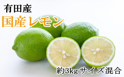 有田産の安心国産レモン約3kg （サイズ混合）※2026年10月中旬～2027年4月中旬頃に順次発送予定（お届け日指定不可）【tec943A】