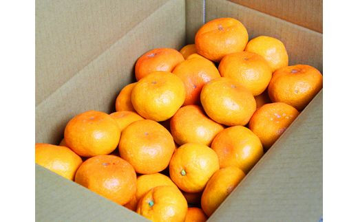 高級ブランド田村みかん　5kg【予約】※2026年11月下旬～2027年1月下旬頃に順次発送予定(お届け日指定不可)【uot504B】