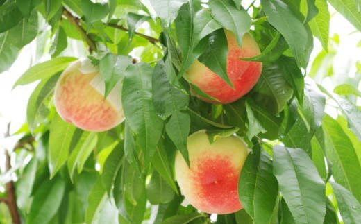 【農園直送】朝採れ和歌山の桃　約4kg・秀品【2027年度発送分】※2027年6月下旬～2027年8月上旬頃順次発送【tec911B】
