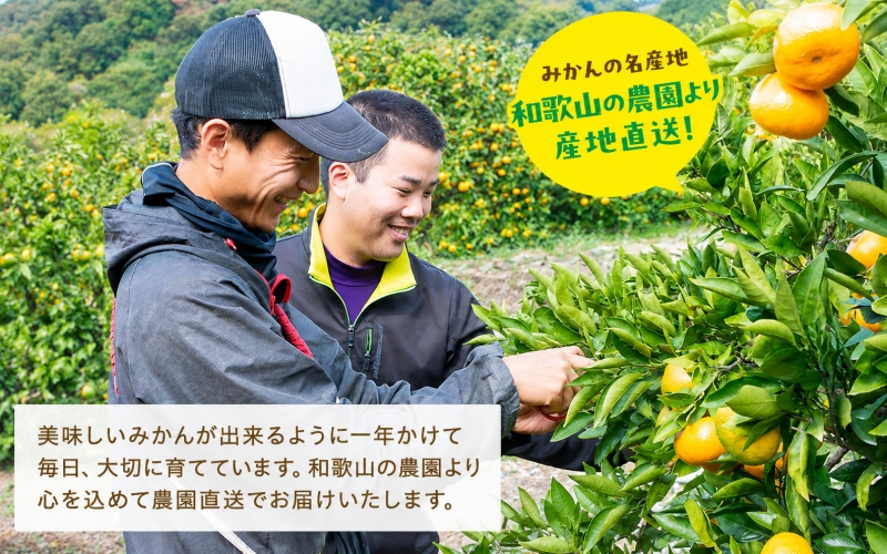 【2026年9月中旬～10月上旬頃に順次発送予定】有田育ちの完熟有田みかん 家庭用 サイズ混合(2S～2L)　約2.2kg(2kg+200g)【ard201A-09】