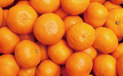 厳選　越冬完熟みかん1.5kg+45g（傷み補償分）【ハウスみかん】【光センサー選別】＜1月中旬より順次発送予定＞