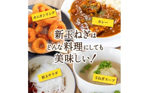 和歌山県産新玉ねぎ約10kg　Lサイズ 約25個入り　こだわり農家厳選！【 2027年4月末頃〜2027年6月中旬にかけて順次発送】人気 おすすめ たまねぎ 玉ねぎ 玉葱 タマネギ オニオン スープ サラダ 国産 野菜 新鮮 ビッグサイズ 大きい BBQ【kgr033】