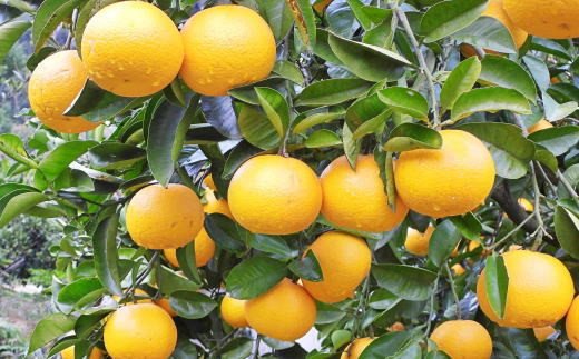【先行予約】【産直】和歌山由良町産の木成り熟成八朔訳ありご家庭用約10kg（サイズ混合） ※2027年3月中旬～2027年4月中旬頃に発送（お届け日指定不可）【tec916C】