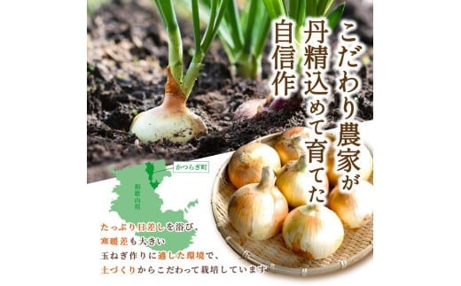 和歌山県産新玉ねぎ約10kg　Lサイズ 約25個入り　こだわり農家厳選！【 2027年4月末頃〜2027年6月中旬にかけて順次発送】人気 おすすめ たまねぎ 玉ねぎ 玉葱 タマネギ オニオン スープ サラダ 国産 野菜 新鮮 ビッグサイズ 大きい BBQ【kgr033】