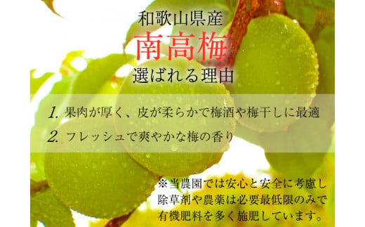 【梅干・梅酒用】（LまたはM－2Kg）熟南高梅＜2027年6月上旬～7月上旬ごろに順次発送予定＞【art012B】