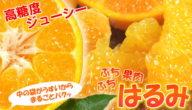 はるみ 約2.8kg/サイズおまかせ　※2027年1月下旬～2027年3月中旬頃に順次発送(お届け日指定不可)　紀伊国屋文左衛門本舗　【kztb461B】
