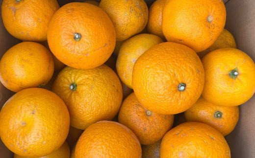 【先行予約】【産直】和歌山由良町産の木成り熟成八朔訳ありご家庭用約10kg（サイズ混合） ※2027年3月中旬～2027年4月中旬頃に発送（お届け日指定不可）【tec916C】