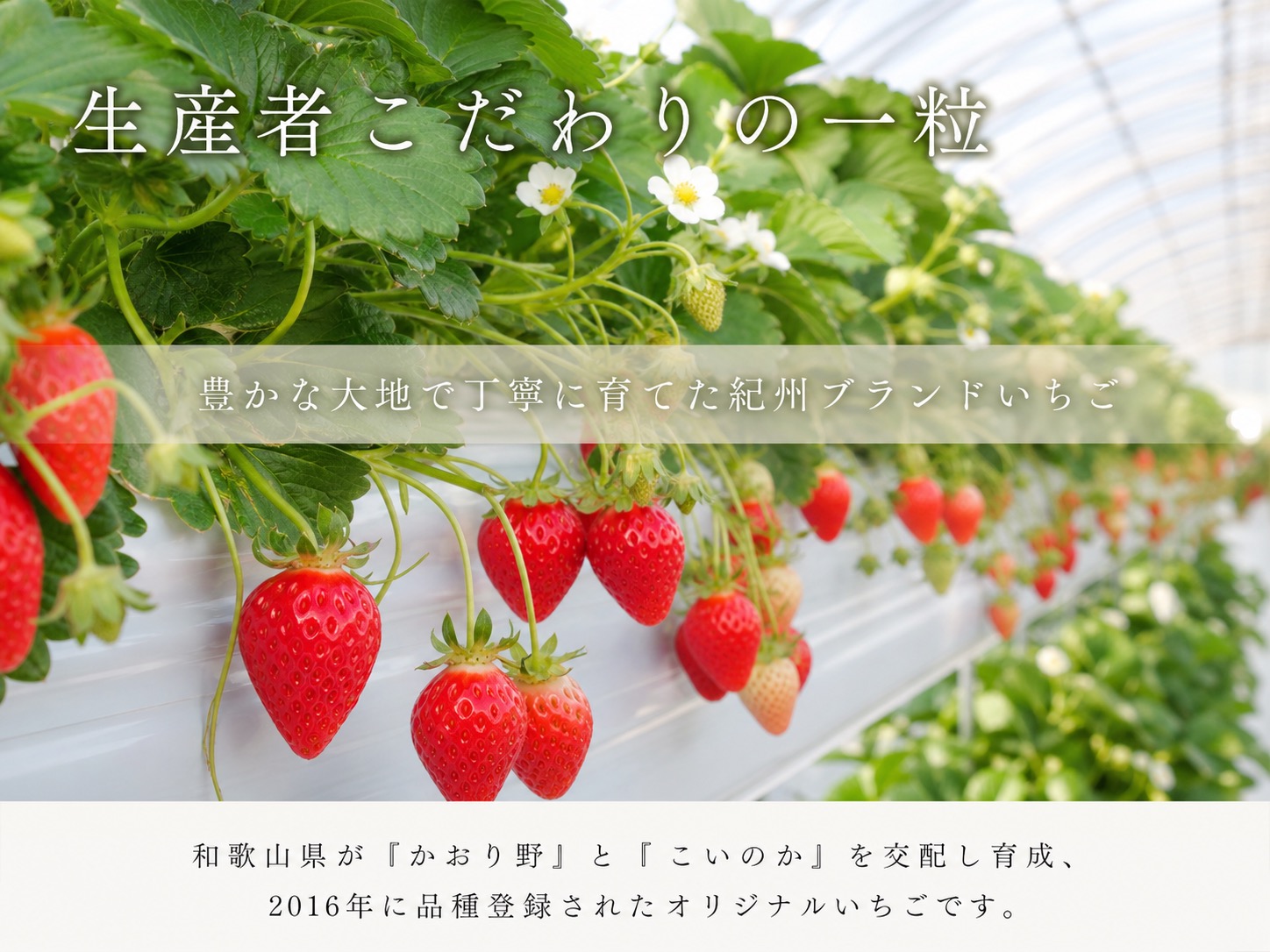【来シーズン先行予約】紀州和歌山ブランドいちご「紀の香」約250g×4P※2027年1月中旬～2027年3月中旬頃順次発送（お届け日指定不可）【uot868A】