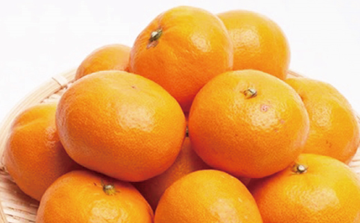 厳選　越冬完熟みかん1.5kg+45g（傷み補償分）【ハウスみかん】【光センサー選別】＜1月中旬より順次発送予定＞