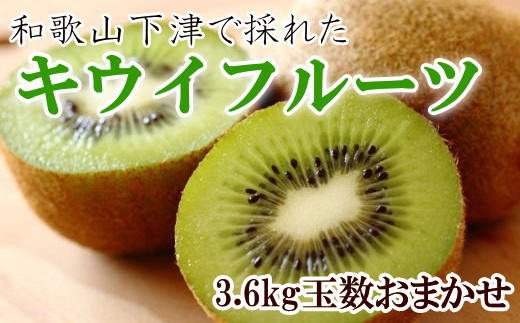 和歌山の下津で採れたキウイフルーツ約3.6kg（玉数おまかせ・秀品）※2027年1月中旬～2027年3月上旬頃に発送（お届け日指定不可）【tec502】