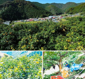 古座川町 おばぁの柚子みそドレッシング 180ml 5本 ゆず 柚子 柚 ユズ 野菜 味噌 みそ【yuz127A】