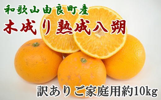 【先行予約】【産直】和歌山由良町産の木成り熟成八朔訳ありご家庭用約10kg（サイズ混合） ※2027年3月中旬～2027年4月中旬頃に発送（お届け日指定不可）【tec916C】