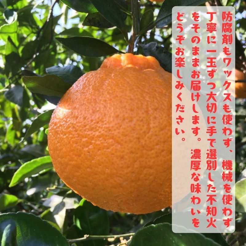 【先行予約】有田育ちの濃厚 不知火 ( デコポン と同品種)( 訳あり 家庭用 )  2kg+200g(痛み補償分) ※2027年1月下旬～3月下旬に順次発送【ard020C】