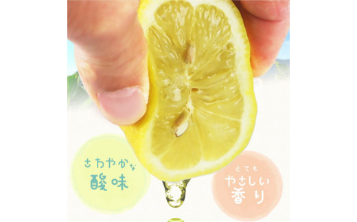 秀品　紀州有田産レモン　2.5kg【予約】※2027年3月上旬頃～3月下旬頃に順次発送予定(お届け日指定不可) レモン れもん 果物 柑橘【uot776A】