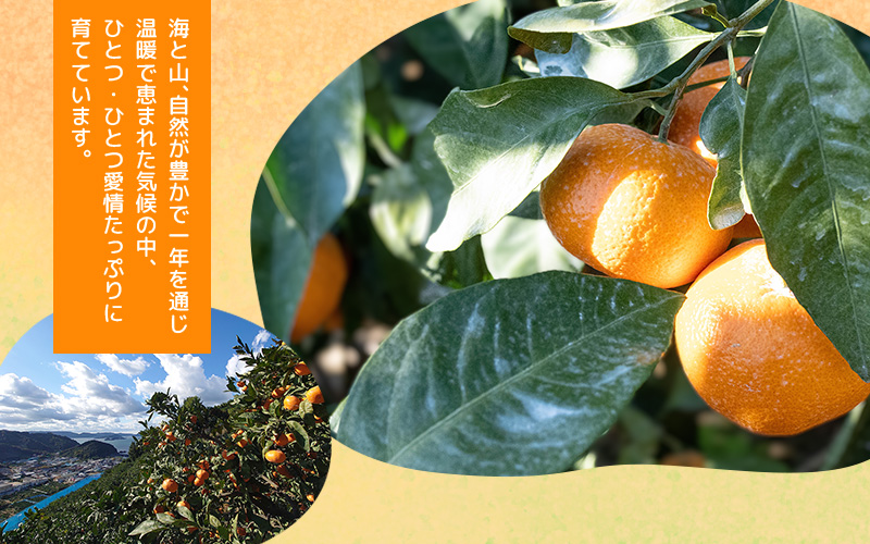＼ みかんの名産地 和歌山県産／ 農家直送 大玉 有田みかん 10kg （2L～3L） ひとつひとつ手選別で厳選【2026年11月下旬～2027年1月中旬ごろに順次発送予定】 | みかん フルーツ 果物 くだもの 有田みかん 蜜柑 柑橘【hdm001-2A】