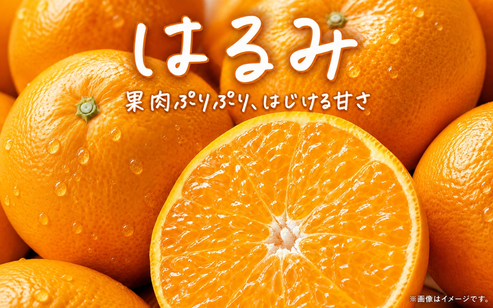 果肉ぷりぷり! 完熟はるみ 約5kg　※2027年1月下旬頃～2027年2月上旬頃に順次発送予定(お届け日指定不可) 【uot732A】