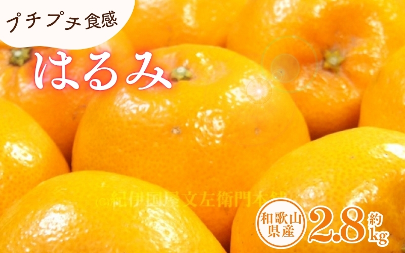 はるみ 約2.8kg/サイズおまかせ　※2027年1月下旬～2027年3月中旬頃に順次発送(お届け日指定不可)　紀伊国屋文左衛門本舗　【kztb461B】