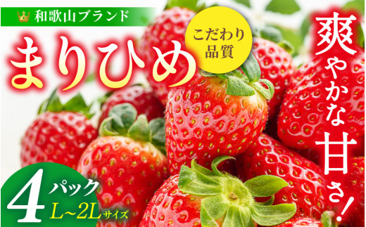 【先行予約】まりひめ いちご 12粒～15粒入り×4パック（1kg）2027年1月中旬頃～2027年3月下旬頃に順次発送予定（お届け日指定不可） | いちご 苺 まりひめ 和歌山 フルーツ 果物 くだもの【kgr008B】