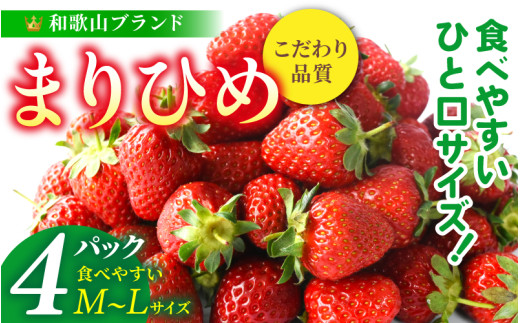 【先行予約】まりひめイチゴ4パック 食べやすいひと口サイズ M～L（15粒～20粒入×4パック）【2027年1月中旬～3月下旬頃に順次発送】（お届け日指定不可） | いちご 苺 まりひめ 和歌山 フルーツ 果物 くだもの【kgr034】