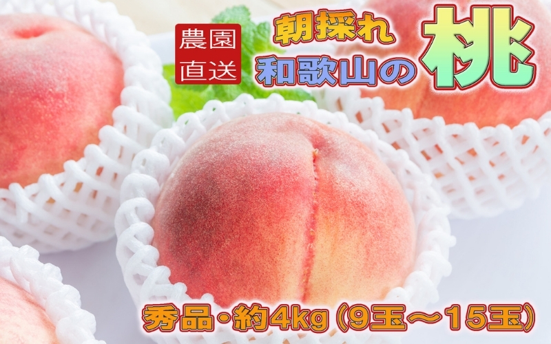 【農園直送】朝採れ和歌山の桃　約4kg・秀品【2027年度発送分】※2027年6月下旬～2027年8月上旬頃順次発送【tec911B】