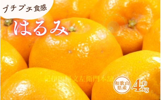 はるみ 約4kg/サイズおまかせ　※2027年1月下旬～2027年3月中旬頃に順次発送予定(お届け日指定不可)　紀伊国屋文左衛門本舗　【ntb460B】