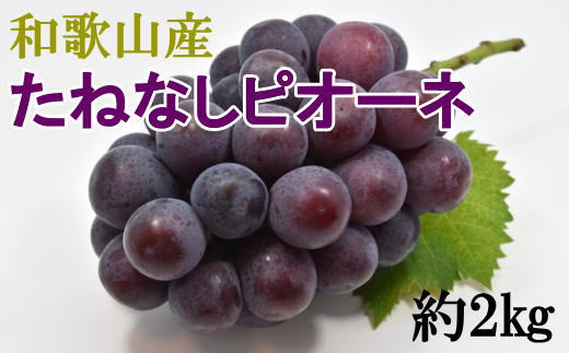 【2026年度発送分】【新鮮・産直】和歌山かつらぎ町産たねなしピオーネ約2kg ※2026年8月中旬～2026年9月下旬頃に順次発送予定【tec500B】