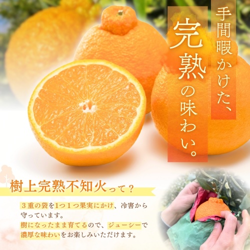 【先行予約】【数量わずか】樹上完熟しらぬい（不知火） 5個~8個 秀品 ※2027年2月末～3月末頃に順次発送予定（お届け日指定不可） | 和歌山 みかん しらぬい 不知火 フルーツ 柑橘 蜜柑 果物 くだもの【kgr014】