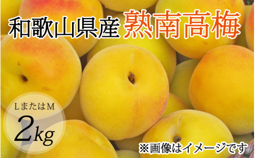 【梅干・梅酒用】（LまたはM－2Kg）熟南高梅＜2027年6月上旬～7月上旬ごろに順次発送予定＞【art012B】