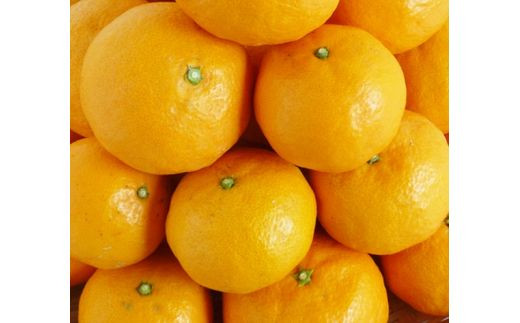 初夏のみかん　なつみ5kg【予約】※2027年4月中旬頃～2027年4月末頃に順次発送予定(お届け日指定不可)【uot501A-2】