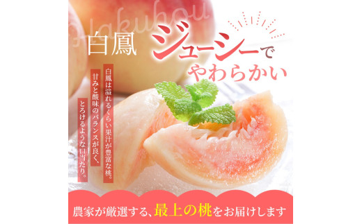 【予約受付】 桃の王様 白鳳 <特秀品> うれしい食べきり容量 3玉 【2027年6月20日頃～順次発送予定】（お届け日指定不可）/ 桃 もも モモ 白鳳 フルーツ 果物 くだもの 旬 人気 産地直送 甘い 【kgr010】