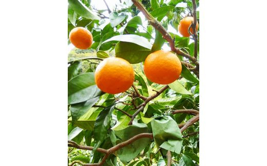 初夏のみかん　なつみ5kg【予約】※2027年4月中旬頃～2027年4月末頃に順次発送予定(お届け日指定不可)【uot501A-2】