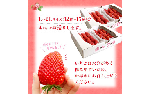 【先行予約】まりひめ いちご 12粒～15粒入り×4パック（1kg）2027年1月中旬頃～2027年3月下旬頃に順次発送予定（お届け日指定不可） | いちご 苺 まりひめ 和歌山 フルーツ 果物 くだもの【kgr008B】