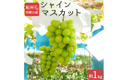 紀州和歌山産 シャインマスカット 約1kg ※2026年8月中旬頃～2026年9月上旬頃に順次発送 ※日付指定不可 ぶどう ブドウ 葡萄 マスカット 果物 くだもの フルーツ 人気【uot782A】