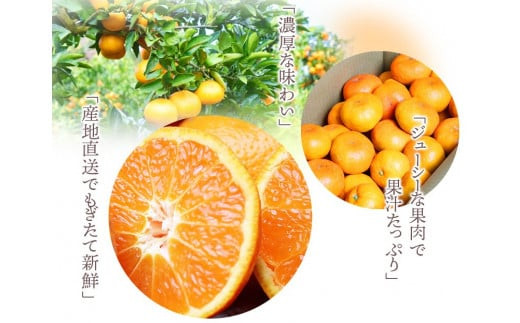 高級ブランド田村みかん　10kg【予約】※2026年11月下旬～2027年1月下旬頃に順次発送予定(お届け日指定不可)