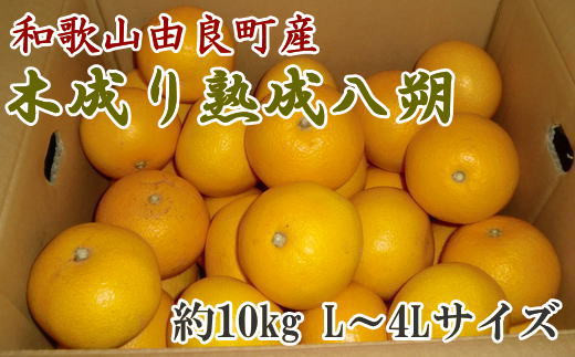 【先行予約】【産直】和歌山由良町産の木成り熟成八朔約10kg（L～4Lサイズをお届け） ※2027年3月中旬～2027年4月中旬頃順次発送【tec876B】