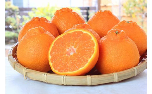 【ご家庭用訳あり】紀州有田産不知火(しらぬひ) 約8.5kg 【予約】※2027年2月中旬頃～3月中旬頃に順次発送予定(お届け日指定不可)【uot507B】