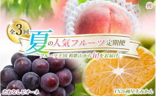 【定期便】夏の人気フルーツ定期便！桃・ピオーネ・極早生みかん（全3回）/ フルーツ 果物 もも モモ ぶどう ブドウ みかん ミカン 柑橘 旬 定期便  【tkb153】