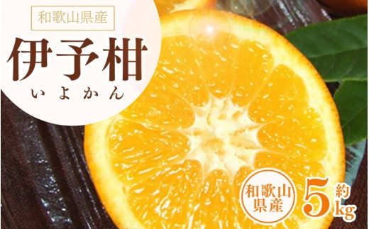 伊予柑(いよかん) 約5kg/サイズおまかせ　※2027年1月中旬～2027年2月中旬頃に順次発送予定(お届け日指定不可)　紀伊国屋文左衛門本舗　【ntb441B】