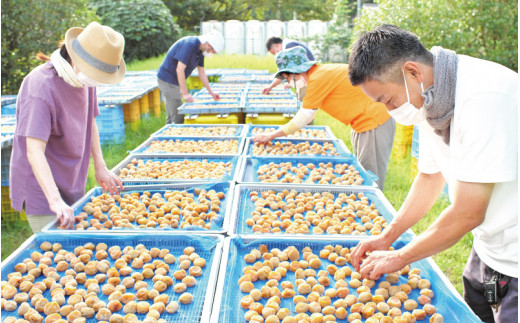 梅干し 無添加 完熟南高梅 1.25kg 塩分約20％ 数量限定 サイズ混合 高評価 ご家庭用 梅干 梅 うめ ウメ 梅干 白干 白干し 白梅 白梅干し 人気 健康 ご飯のお供 お取り寄せ 予約 和歌山県 北山村【最短翌日～3営業日以内に発送予定】【njb647-1A】