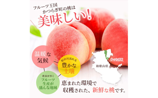 【予約受付】 桃の王様 白鳳 <特秀品> うれしい食べきり容量 3玉 【2027年6月20日頃～順次発送予定】（お届け日指定不可）/ 桃 もも モモ 白鳳 フルーツ 果物 くだもの 旬 人気 産地直送 甘い 【kgr010】