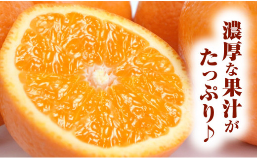 清見オレンジ約5kg / 果実サイズおまかせ ※2027年2月中旬～2027年4月下旬頃発送予定　紀伊国屋文左衛門本舗【ntb400B】